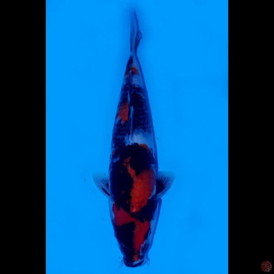 SHOWA, 36CM