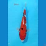 showa ginrin 31cm