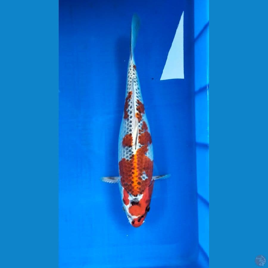 KUJAKU 35 CM / F