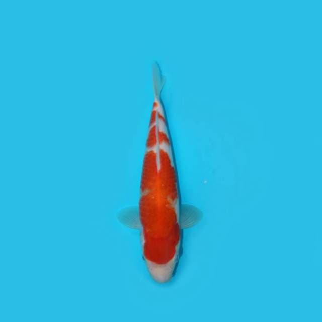 26 cm - KOHAKU - NKF