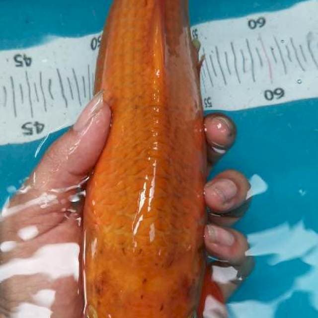 KARAMEL 35 CM