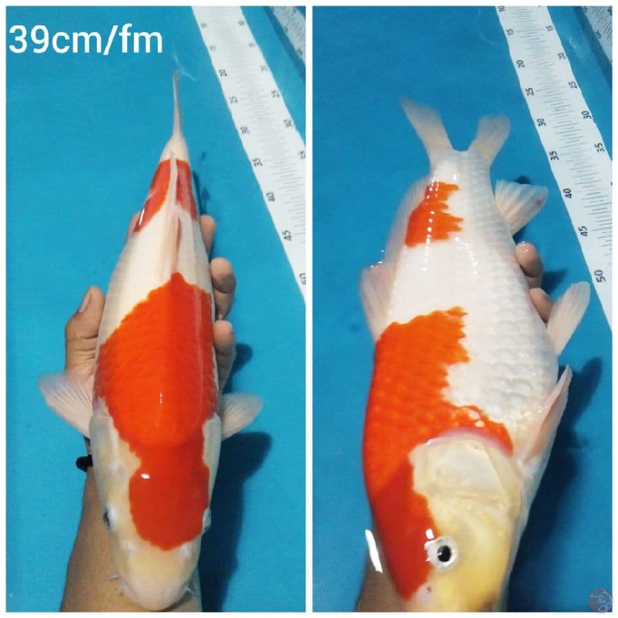 ~romansa01~ nindan kohaku 39cm/fm