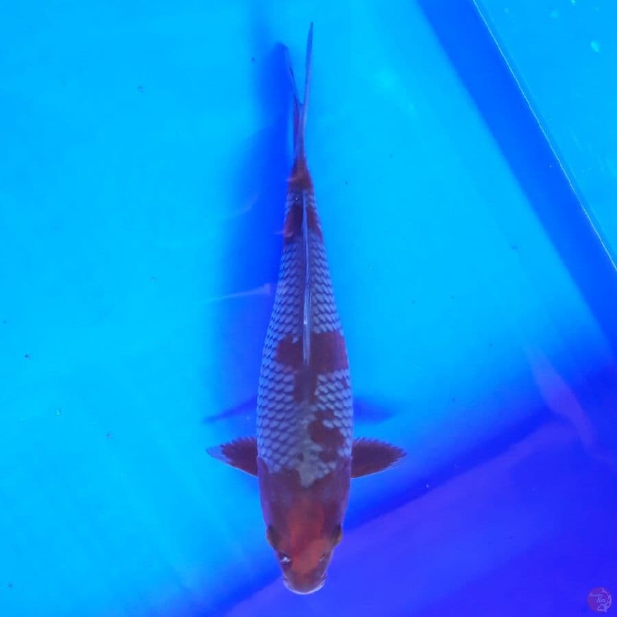 Ochiba Shigure 22cm