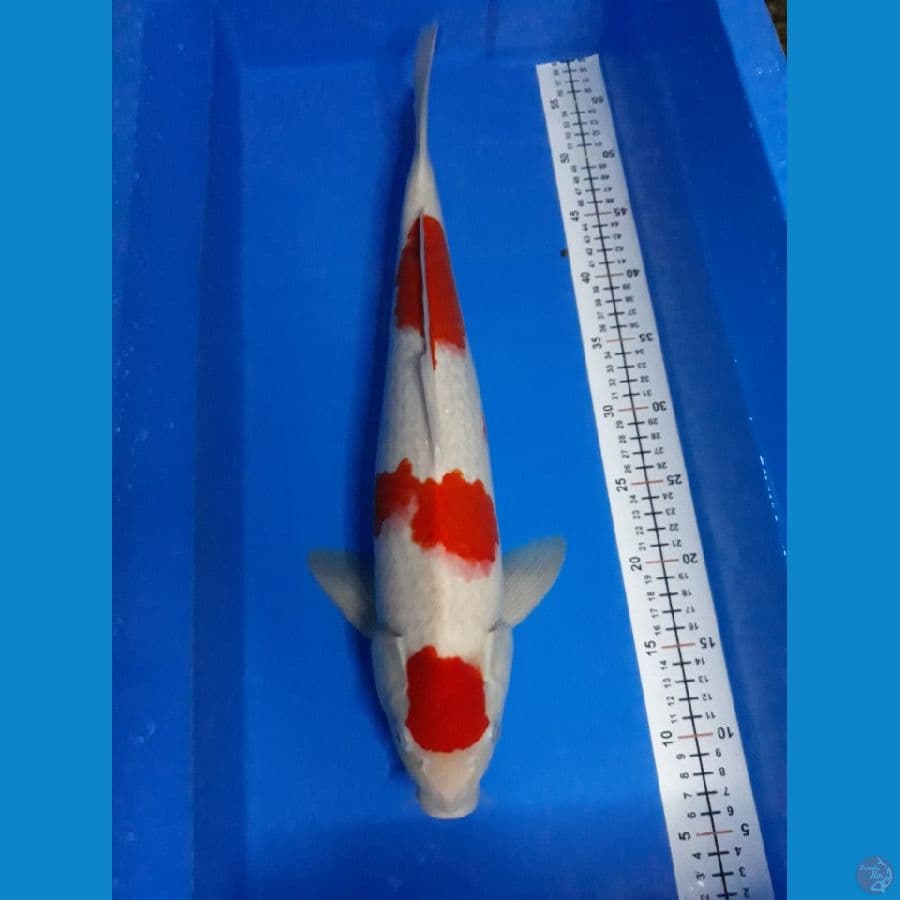 kohaku m 48