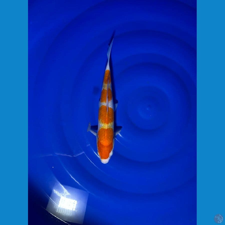 007-kohaku 34cm