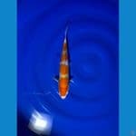 007-kohaku 34cm