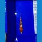 008-sanke 30cm