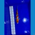 009-sanke 34cm
