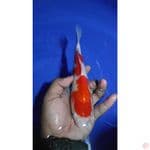 010-kohaku 25cm