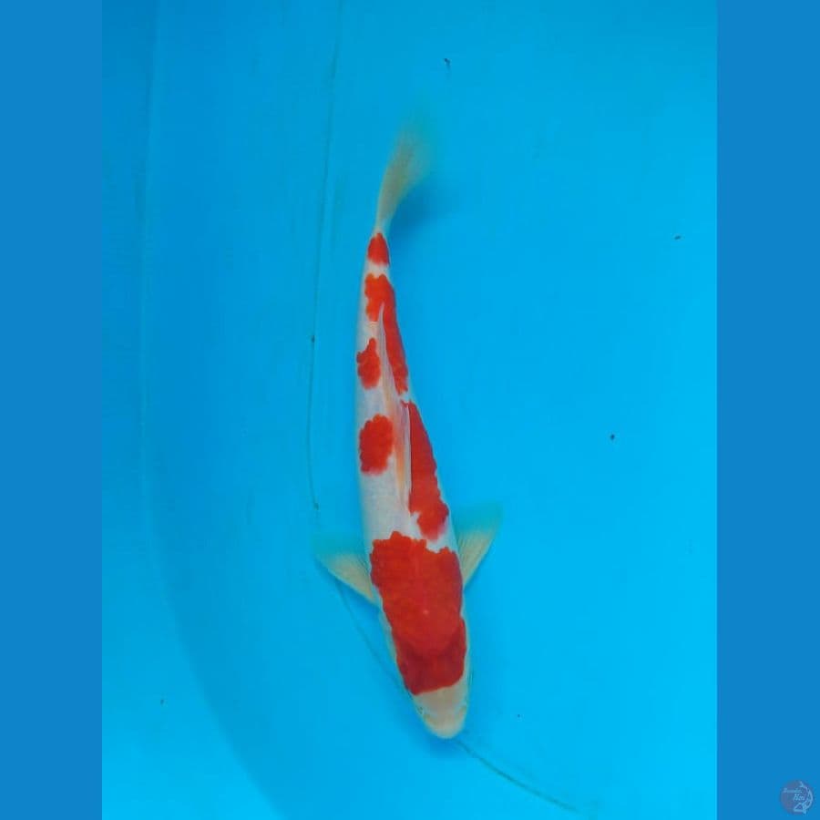 Kohaku Red Strong Oir
