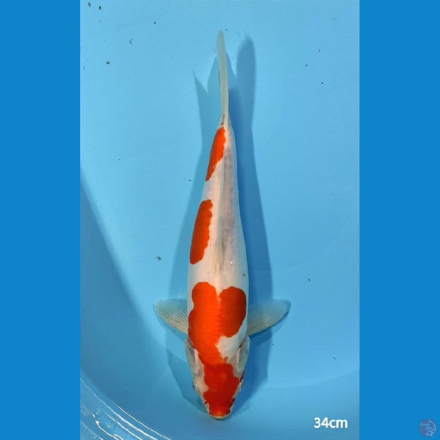 Kohaku Doitsu ~ 34 cm ™