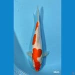 Kohaku Doitsu ~ 34 cm ™ 
