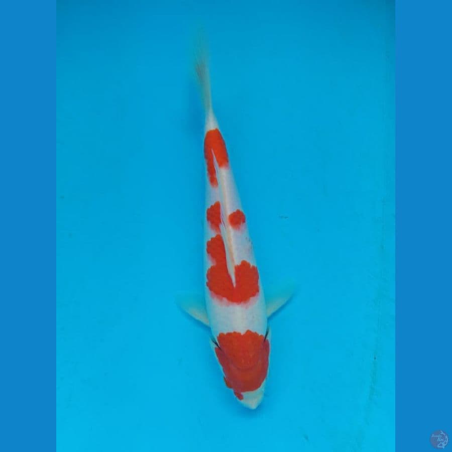 Kohaku Red Strong Ori