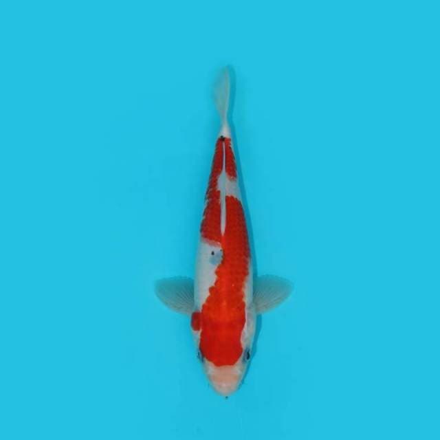 22 cm - SANKE