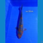 ochiba 32cm