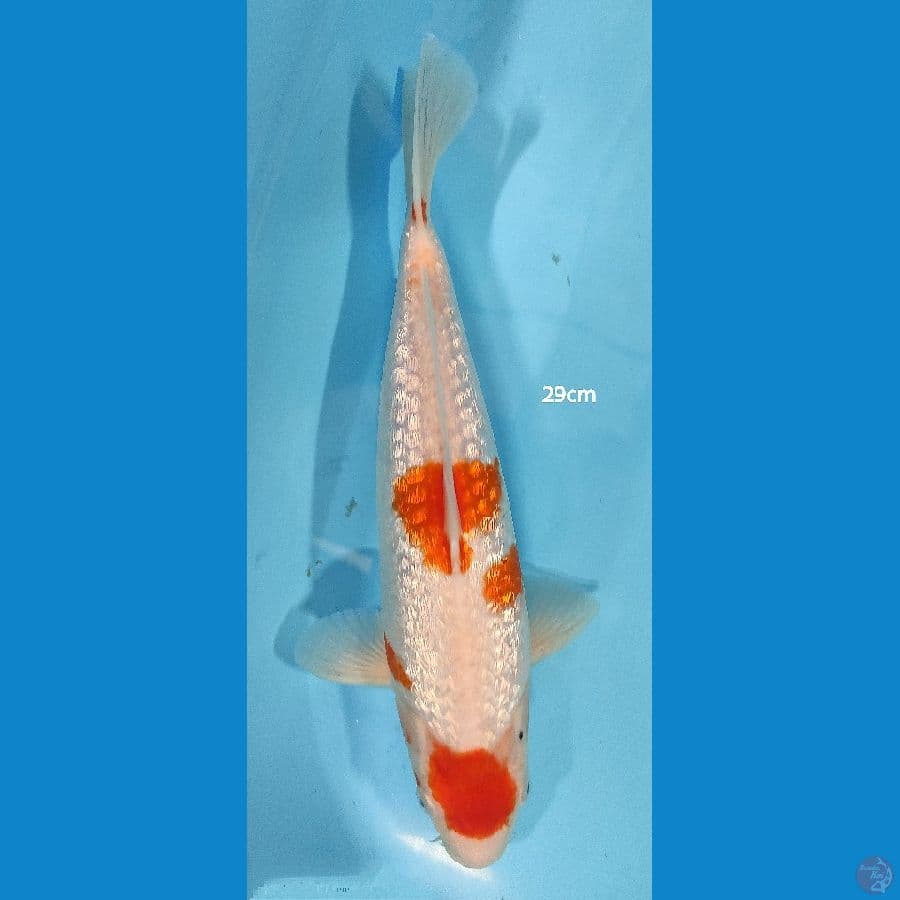 Kohaku Ginrin ~ 29 cm ™
