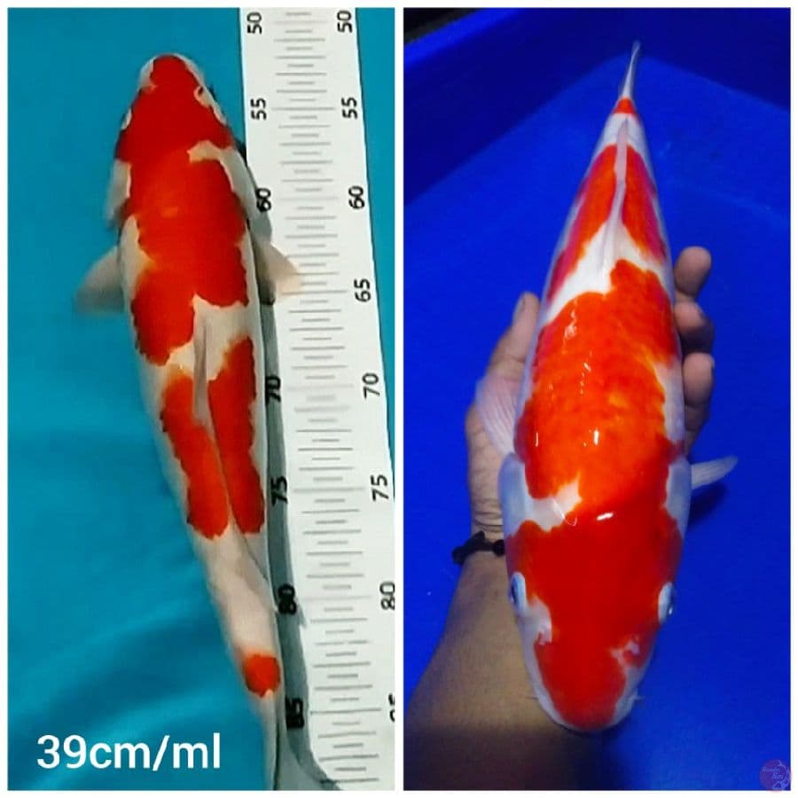 ~ROMANSA03~ Kohaku merah putih 39cm/ml