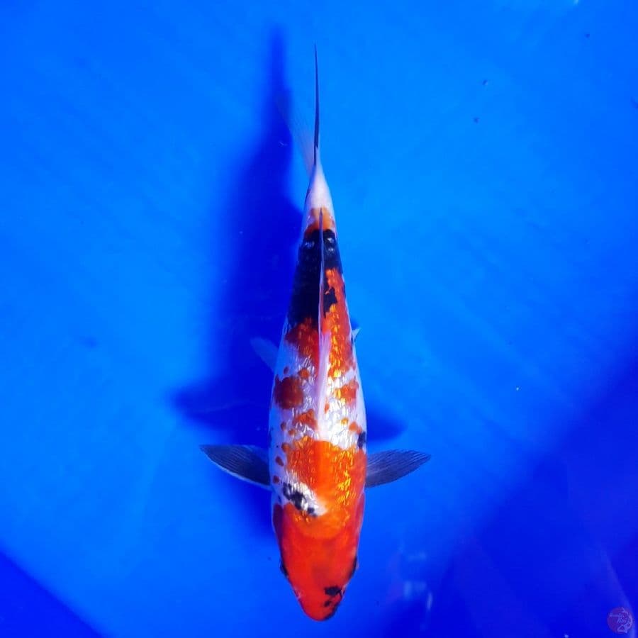 Showa Ginrin 21cm