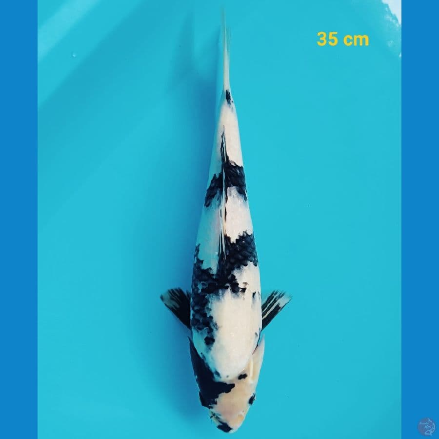 shiro 35 cm