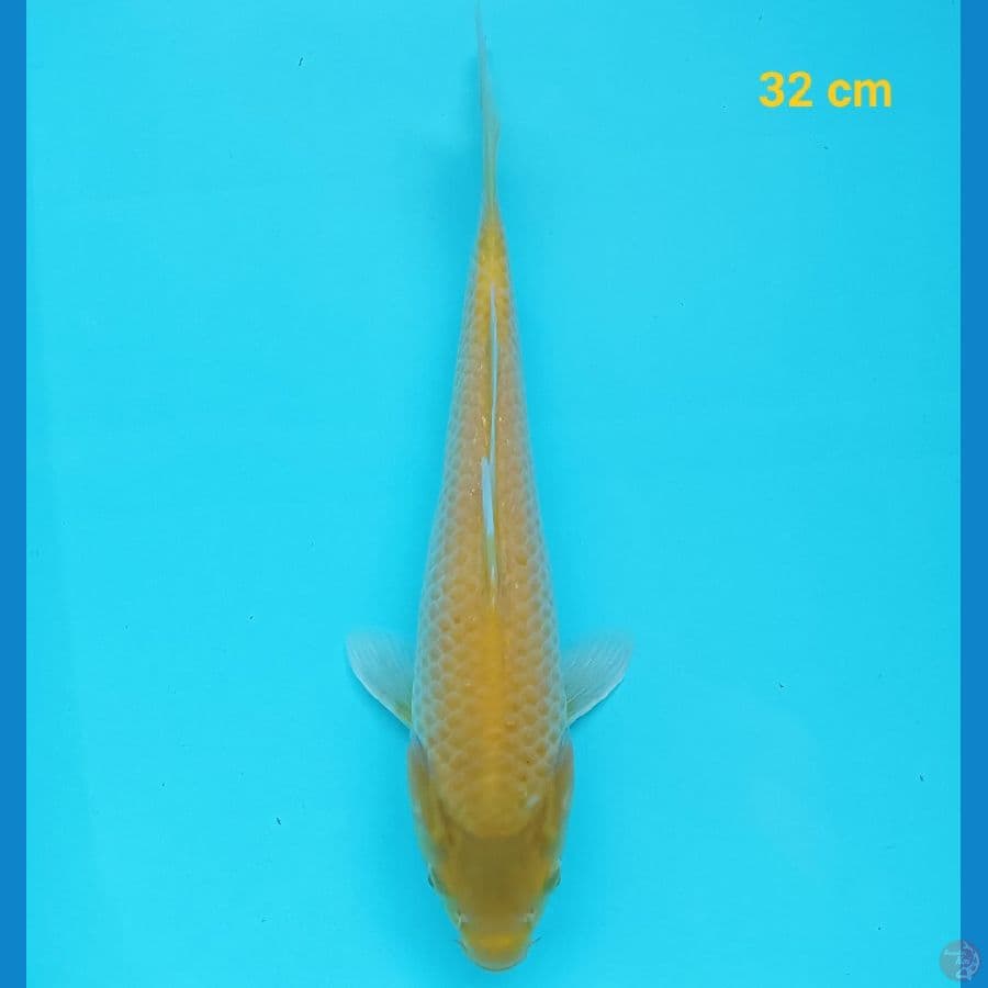 karashi 32 cm