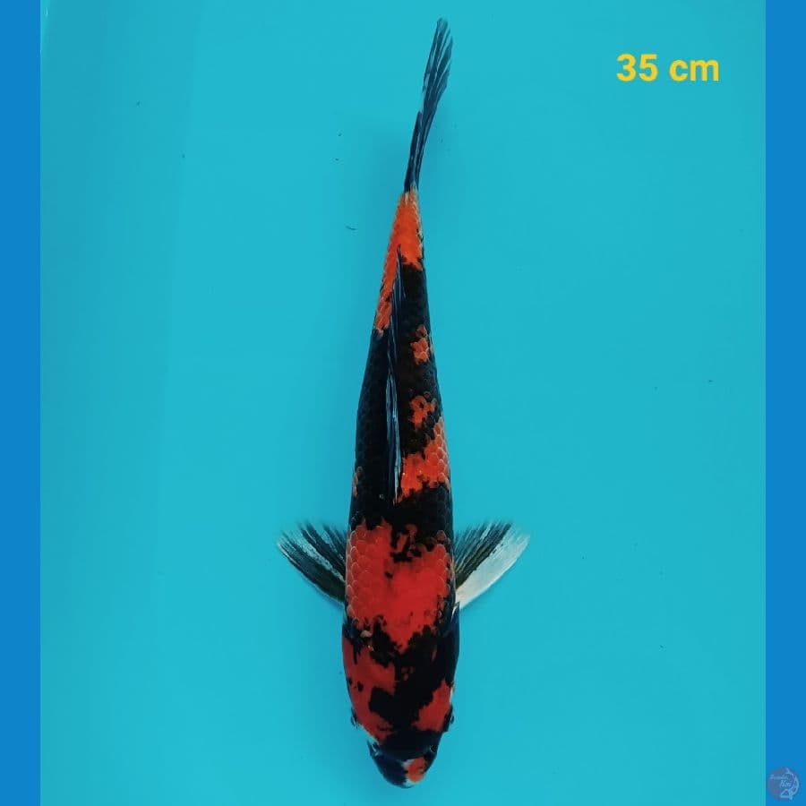 Hishowa 35 cm