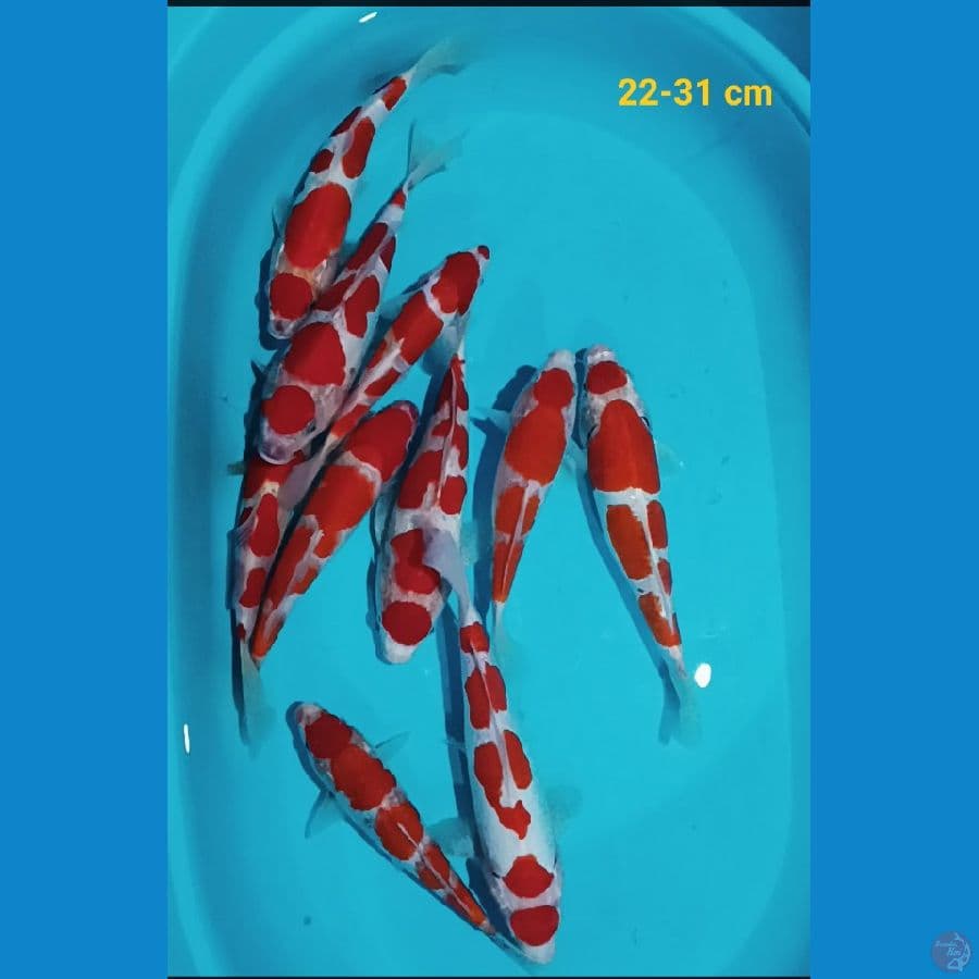 paket mix 10 ekor 22-31 cm