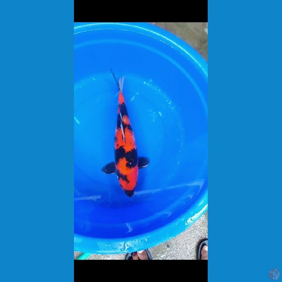 male 43cm 