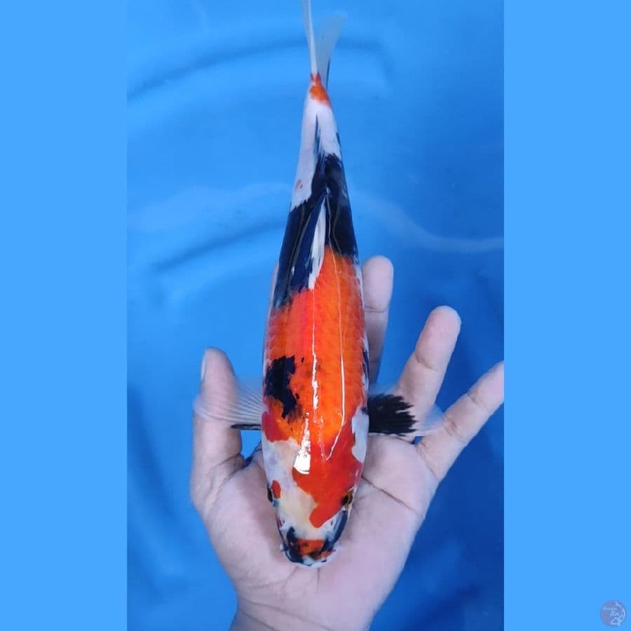 28CM # SHOWA 