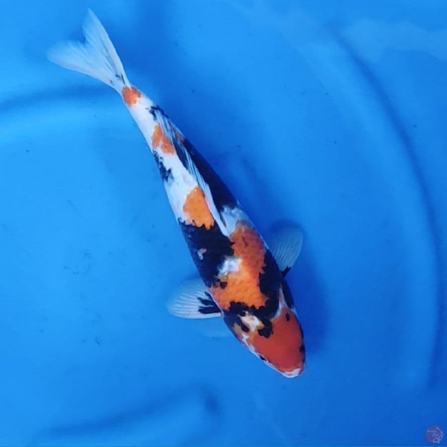 33CM # SHOWA SIPP