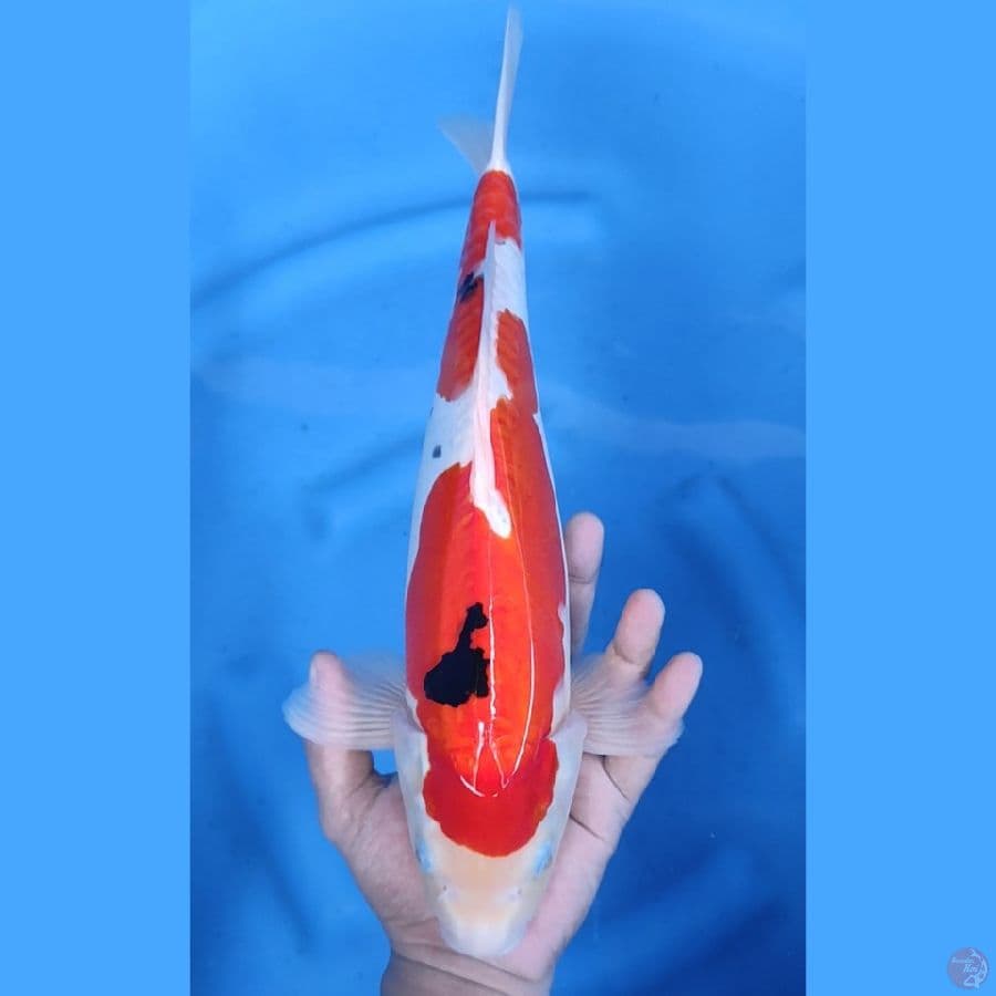 38CM # INAZUMA SANKE DOIT