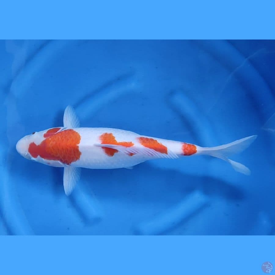 42CM # KOHAKU 4 STEP JUMBO