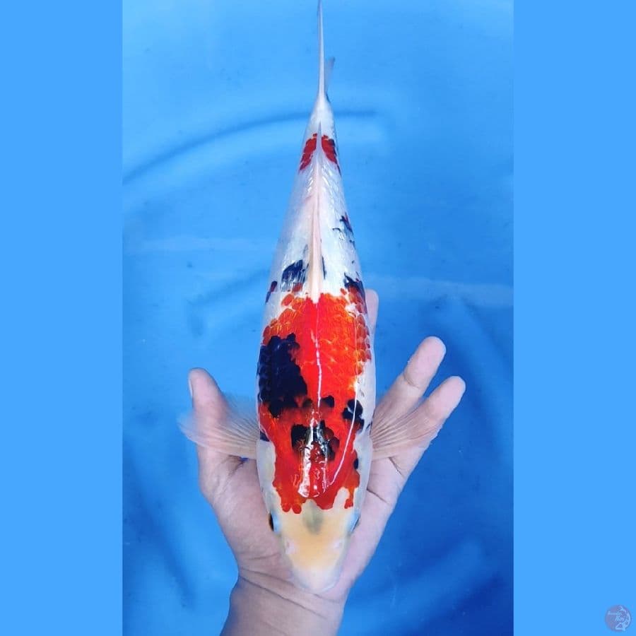 36CM # SHOWA GINRIN STRONG