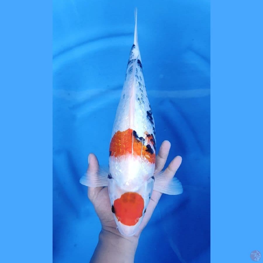38CM # MARUTEN SHOWA GINRIN ISTIMEWA