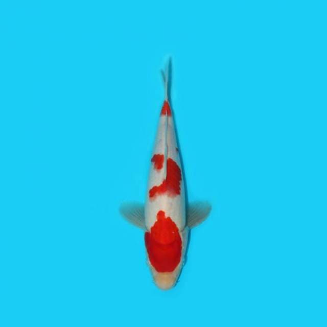 28 cm - KOHAKU - NKF
