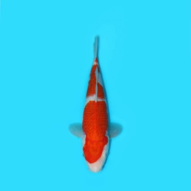 30 cm - KOHAKU 