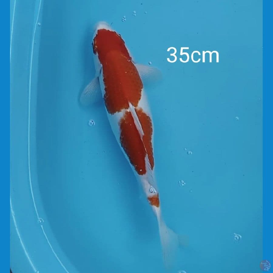 kohaku tiga step 35cm