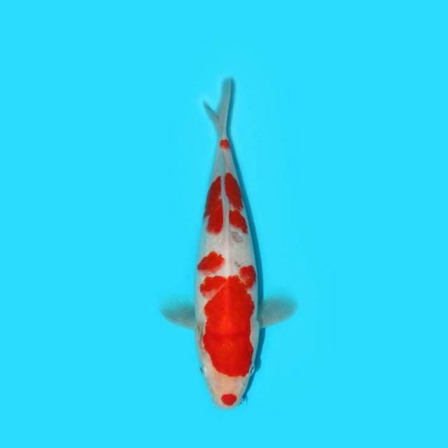 28 cm - KOHAKU - NKF