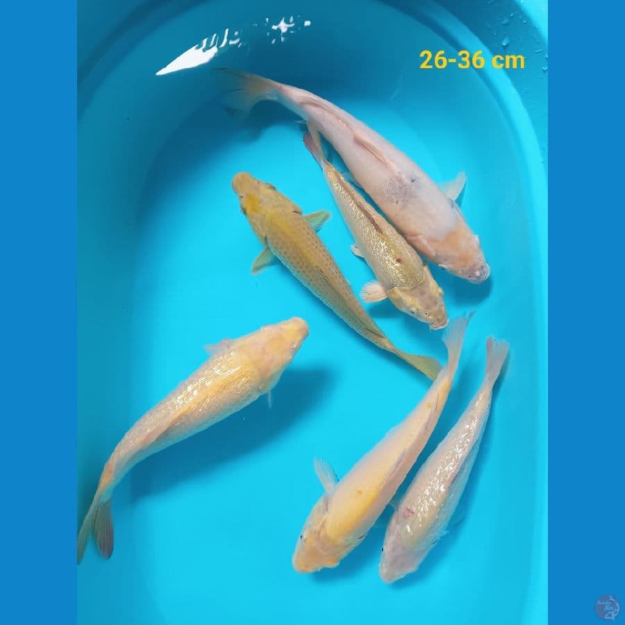 mixs koi 6 ekor 26-36 cm