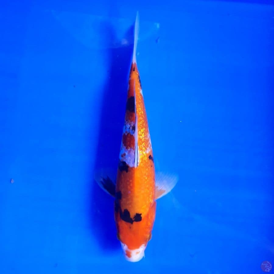 Showa Ginrin Tategoi 23cm