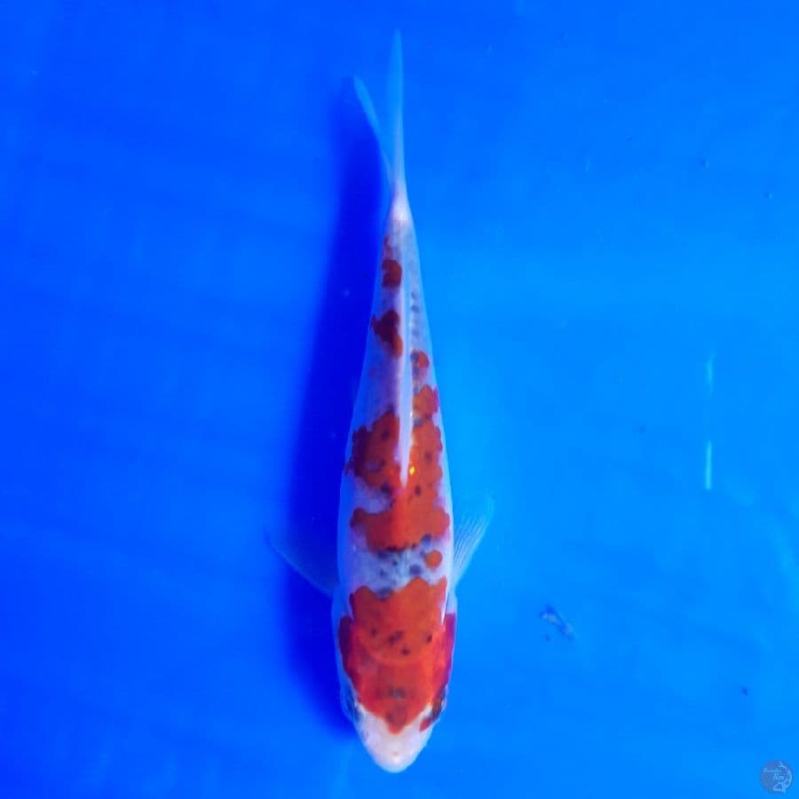 Goshiki Racing SQ 12cm