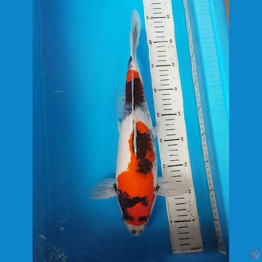 KINDAI SHOWA 42 cm