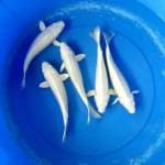 paket 5 ekor platinum 25cm