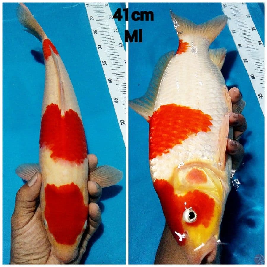 ~ROMANSA07~ sandan kohaku 41cm/ml