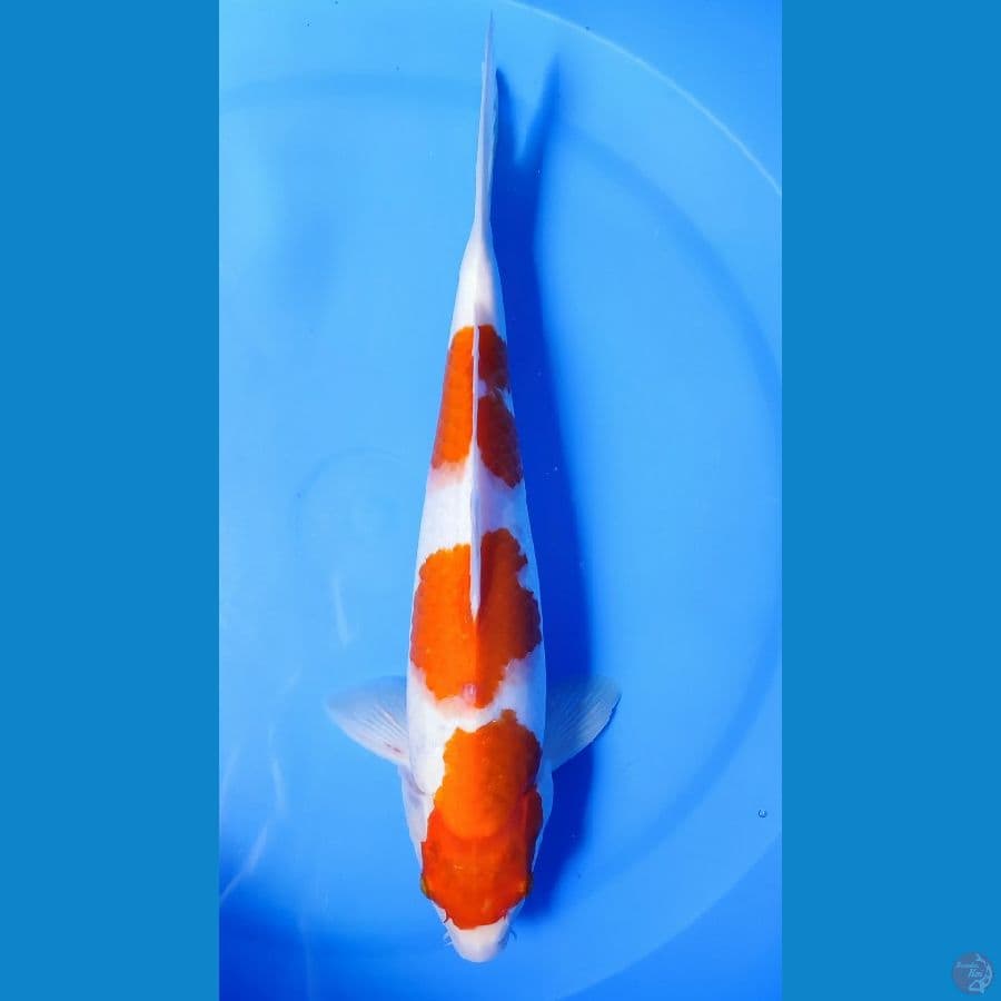 Kohaku..