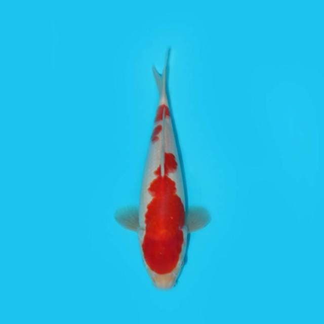 BKS ( KOHAKU F1 27 CM )
