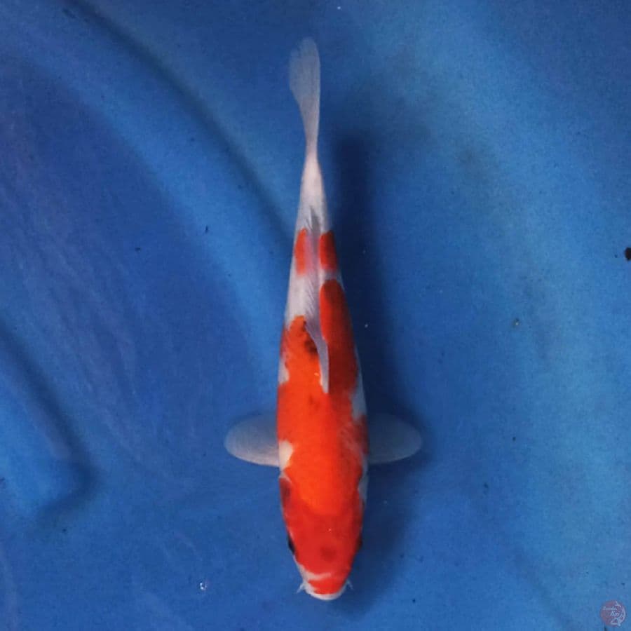 SHOWA 25 cm