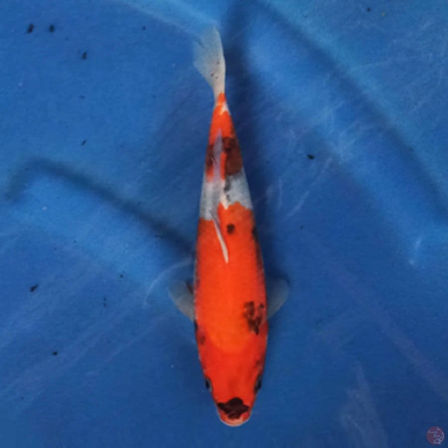 SHOWA 24 cm