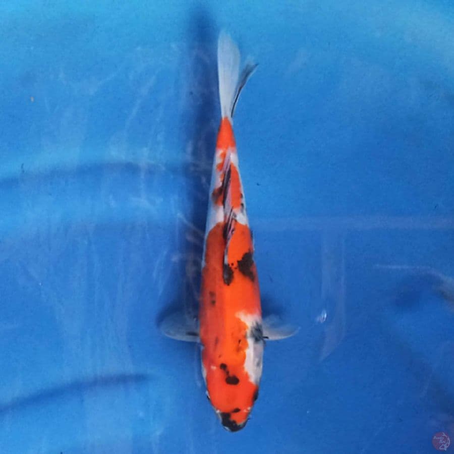 SHOWA 24 cm