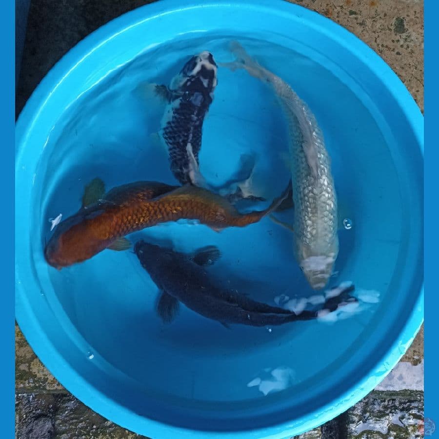 hajiro, sorgin, kawabake, tembaga ginrin