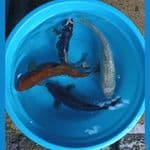 hajiro, sorgin, kawabake, tembaga ginrin